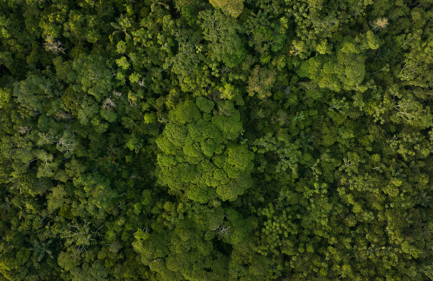 Conservación Amanatari