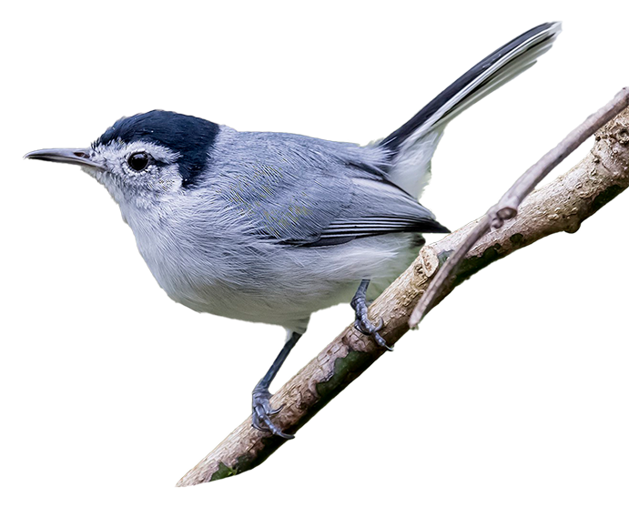 Bionegocios e ingresos sostenibles